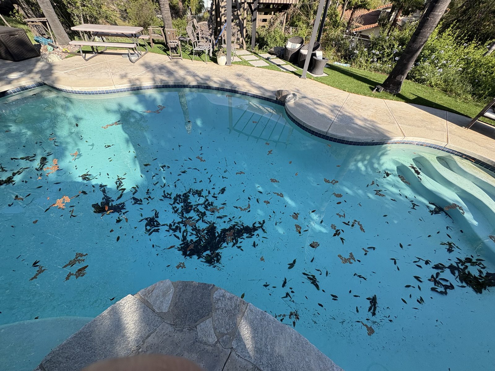 Dirty green pool before Dynasty Pool Care service